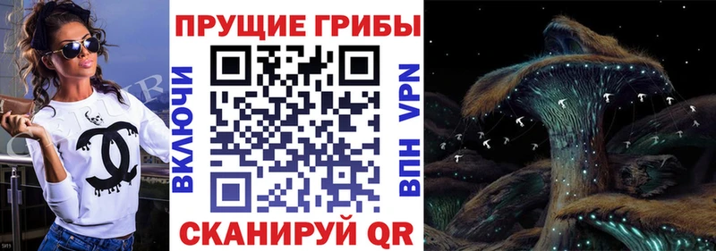 Псилоцибиновые грибы Psilocybe  как найти   Сальск 